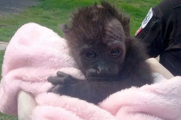 Rescatan a cría de mono aullador en Iztapalapa #VIDEO