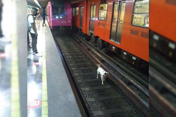 Rescatan a perrito en vías de L8 del Metro que siguió a su dueño a la estación