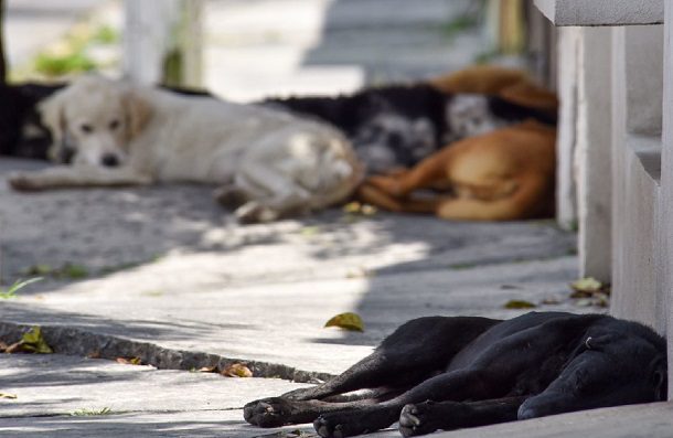 Fiscalía de Oaxaca investiga muerte de ocho perritos por envenenamiento