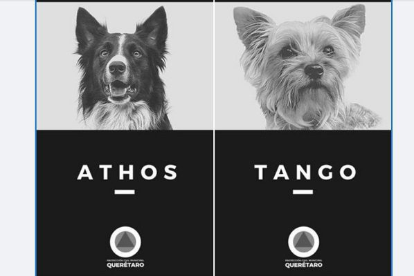 Detienen al presunto asesino de los perritos rescatistas Athos y Tango