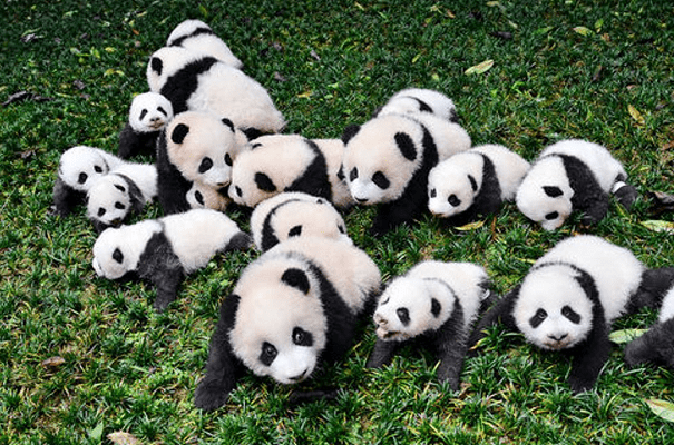 Los osos panda ya no están en peligro de extinción