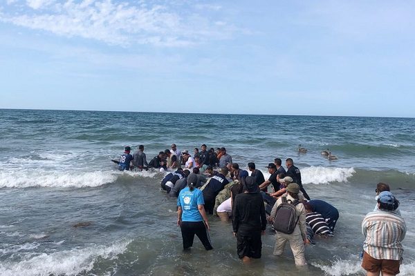 Logran devolver al mar a ballena varada en Puerto Peñasco, Sonora #VIDEO