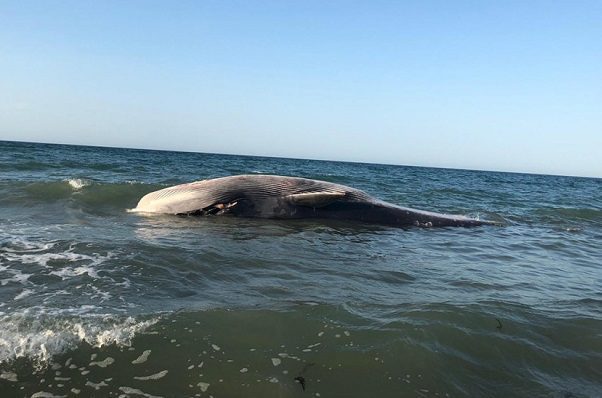 Muere la ballena que fue regresada al mar por pobladores, en Puerto Peñasco
