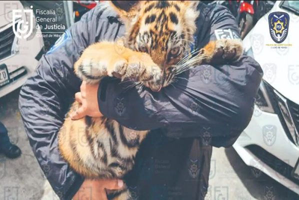 Detienen a sujeto que iba viajando con cachorro de tigre, en la Benito Juárez #VIDEO