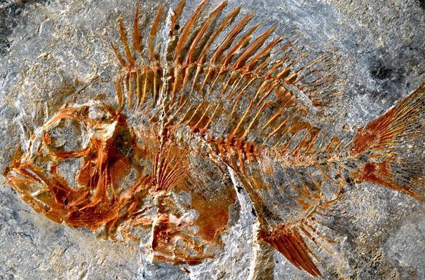 Descubren en Chiapas un pez que vivió en la época de los dinosaurios