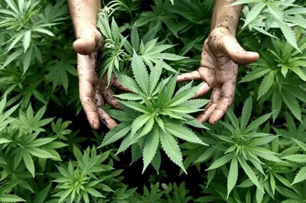 Se publica en el DOF la declaratoria para el uso lúdico de la mariguana