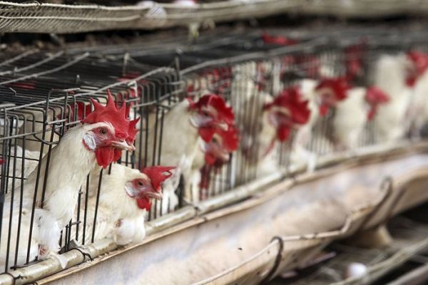 China reporta hospitalización por contagio de cepa H5N6 de la gripe aviar