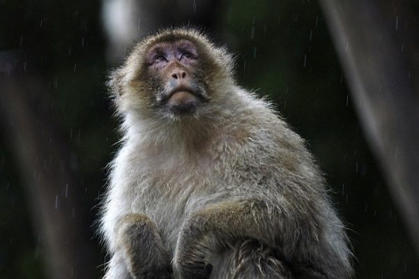 China detecta infección y muerte por ‘virus del mono’