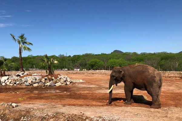 El elefante 'Big Boy', liberado de un circo, ya está en su nuevo hogar #VIDEO