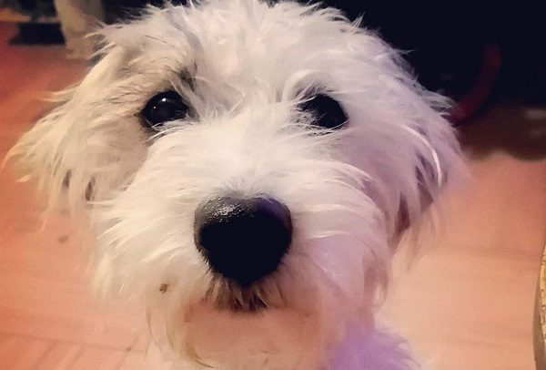 Hoy es el Día Mundial del perrito ¿Ya abrazaste al tuyo?