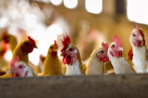 India registra su primer muerte por gripe aviar, un niño de 11 años