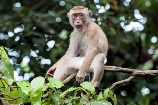 EE.UU. monitorea a 200 personas por casos de “viruela de los monos”