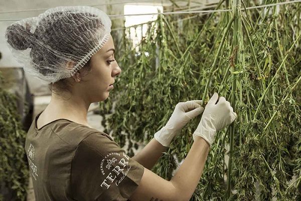 Colombia autoriza uso industrial y exportación de la mariguana medicinal