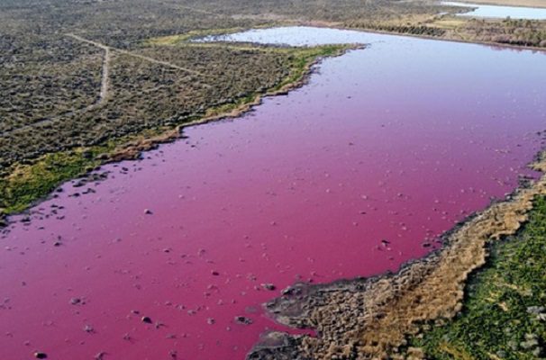 Laguna en Argentina se pinta rosa por contaminación de industria pesquera