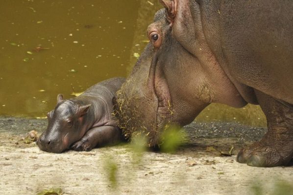 Un hipopótamo bebé es la nueva atracción del Zoológico de Guadalajara #VIDEO