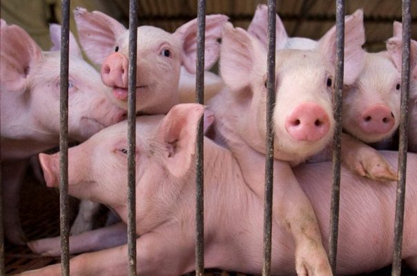Alertan a Centroamérica y México de brote de peste porcina