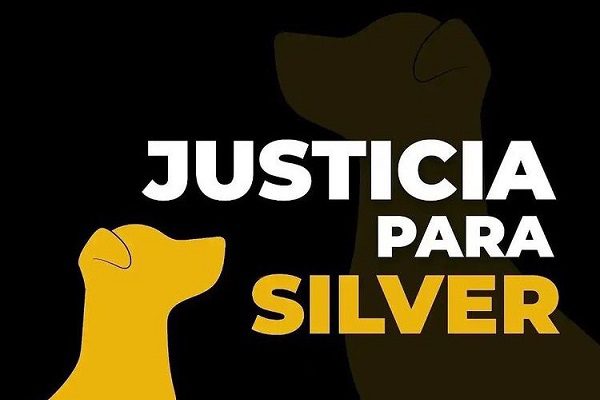 Por muerte del perrito 'Silver', Edomex eleva penas por maltrato animal hasta nueve años