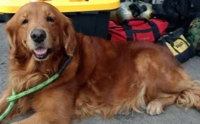 Fallece Alondra, perrita que ayudó en sismo de 2017