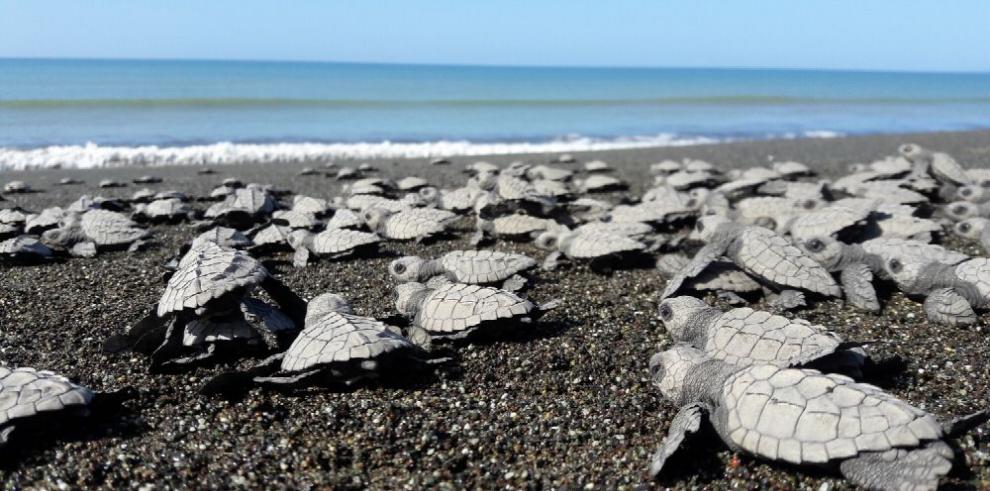 Desarrolla IPN sistema de reconocimiento de tortugas marinas para su conservación