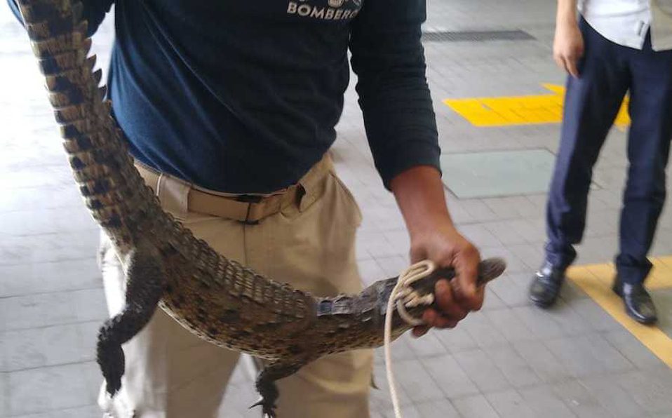 Capturan cocodrilo dentro de agencia de autos en Acapulco