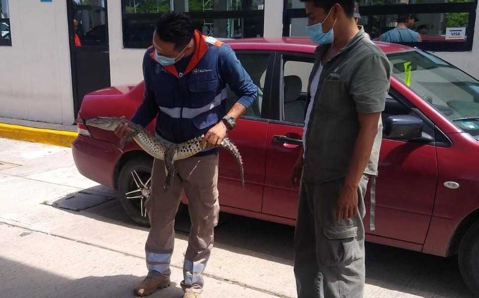 Capturan cocodrilo en gasolinera de Acapulco