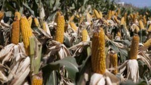 Por sequía, se encarecen importaciones de maíz a México