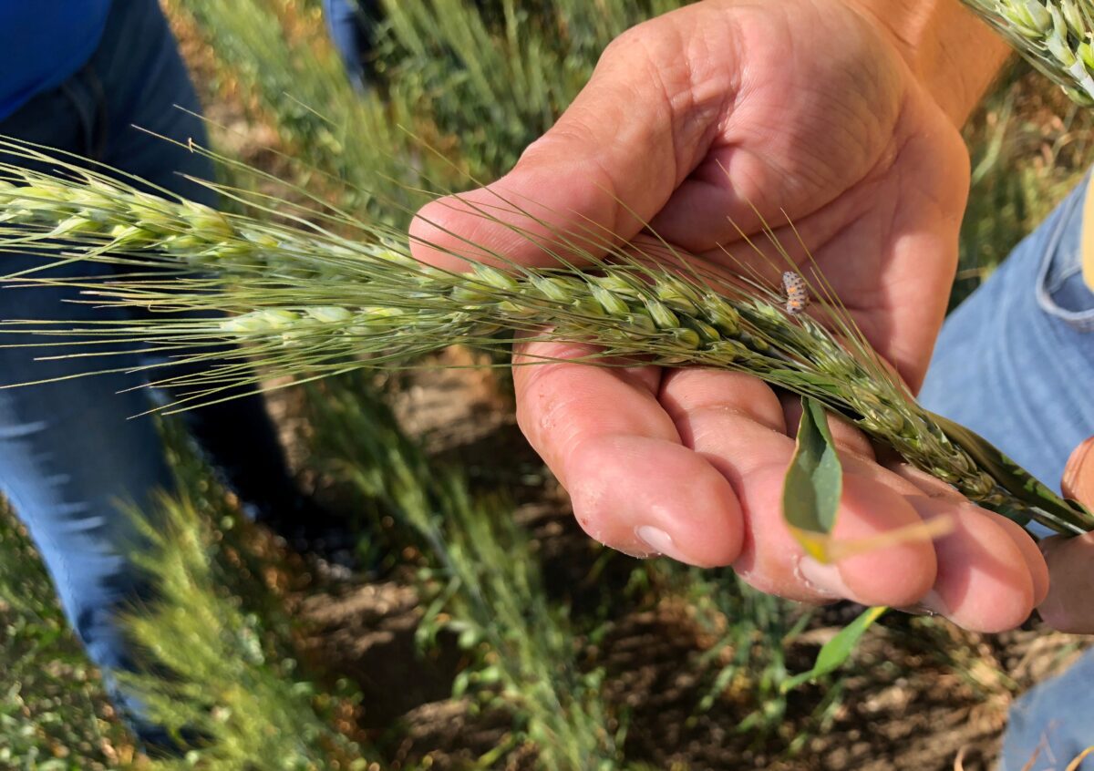 Cultivos de trigo y de fruta sufren repercusiones de ola de calor en EU