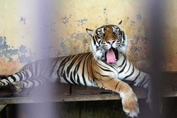Investigan cómo dos tigres de Sumatra se contagiaron de covid-19, en Indonesia