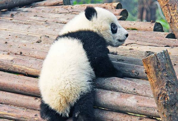 Panda da a luz a dos crías gemelas en zoológico de Francia