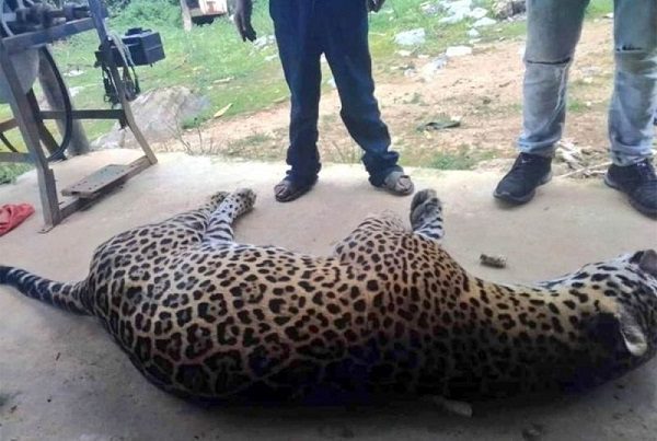 Campesino envenena a jaguar por matar a su burro. Pasó en Oaxaca