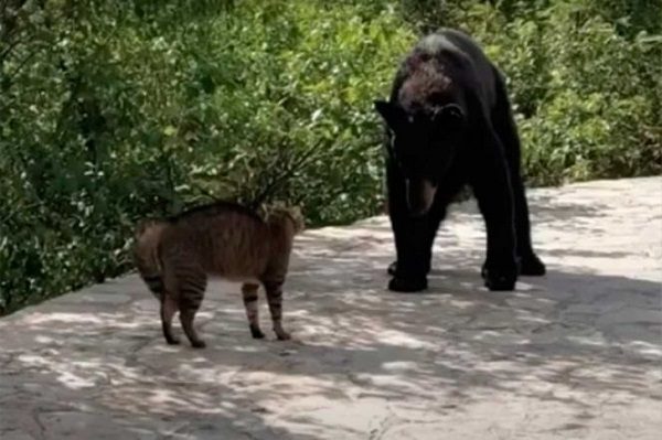 Profepa determina que castración de ‘oso amigable’ de NL fue errónea