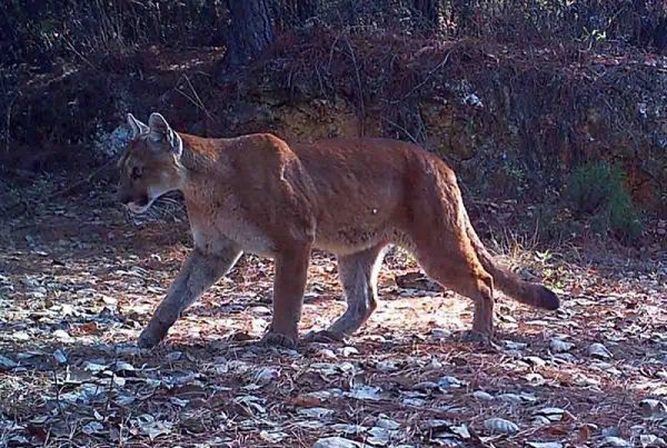 Niño muere atacado por un puma, en Oaxaca