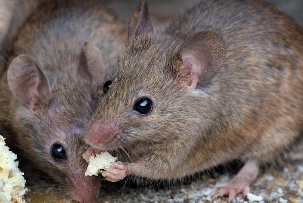 Estudio concluye que variante Beta de COVID-19 puede infectar a ratones