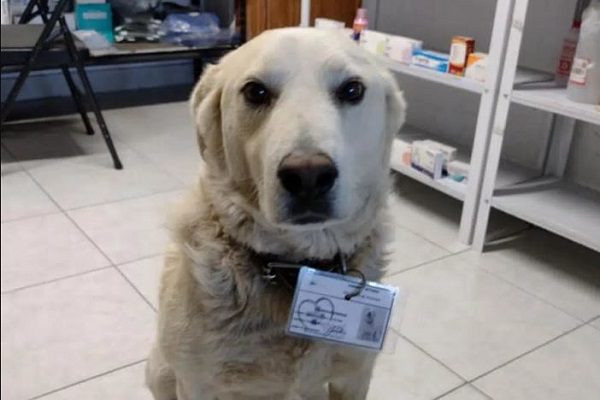 Matute, el perrito que "trabaja" en una farmacia de Pachuca como guardia