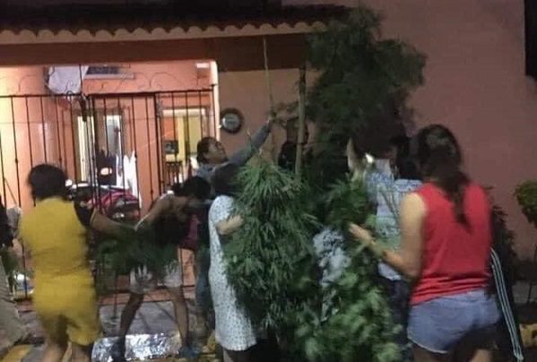 Vecinos confrontan a policías por cortar planta de mariguana, en Veracruz
