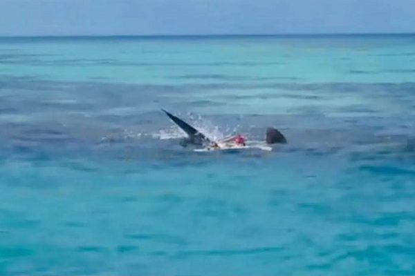 Tiburones devoran cuerpo en Arrecife Alacranes, en Yucatán #VIDEO