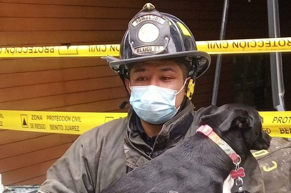 Tras explosión en la Benito Juárez, bomberos rescatan a perrito de edificio