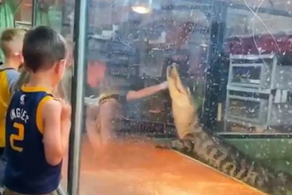 En medio de presentación, caimán muerde la mano de entrenadora #VIDEO