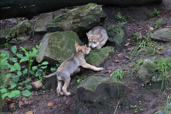 Los lobitos del Zoológico de Chapultepec ya tienen nombre