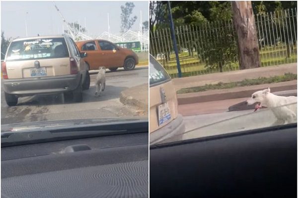 Denuncian a familia de Jalisco por abandonar a perrito en plena calle #VIDEO