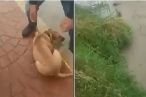 Buscan a sujeto que fue captado aventado a perrito a arroyo, en SLP