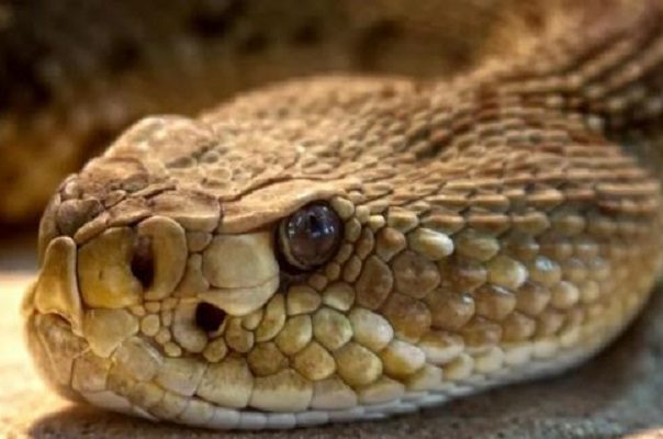 Identifican en veneno de serpiente sustancia que impide reproducción del COVID-19