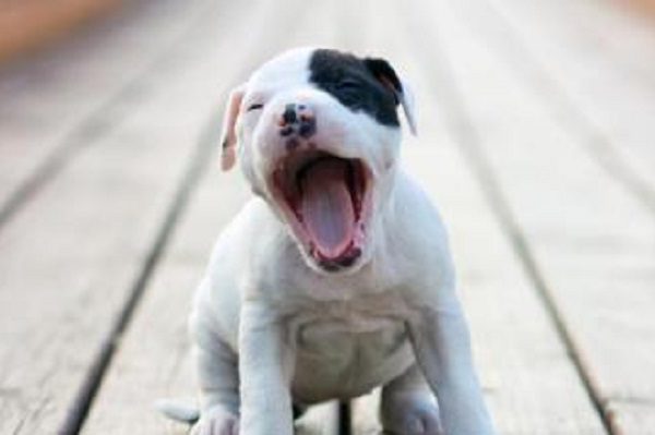 Darán hasta dos años de cárcel por matar a un animal en Nuevo León