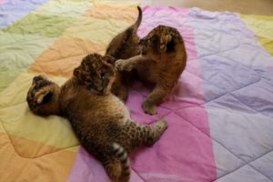 Nacen tres cachorros de león en el Zoológico de Zacango, en Edomex #VIDEO
