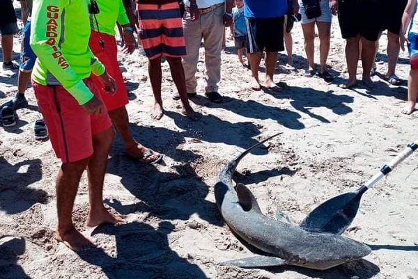 Autoridades auxilian a tiburón lastimado, en playa camarones, Puerto Vallarta #VIDEOS