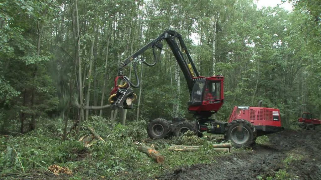 Anuncia Putin inversión millonaria para proteger bosques de Rusia
