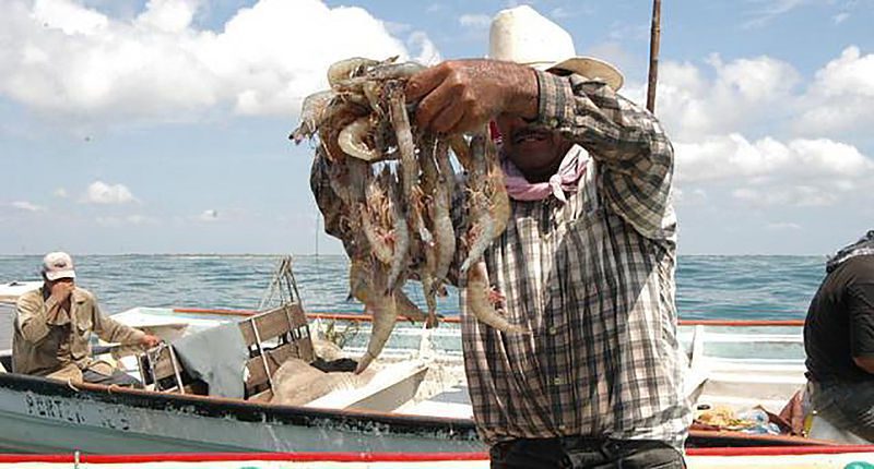 Pide México a EU levantar el embargo a pesca ribereña de camarón