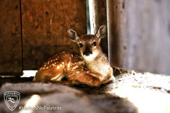 Nacen 5 venados cola blanca mexicana en Desierto de los Leones