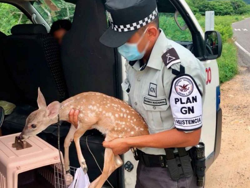 Guardia Nacional rescata a venado bebé transportado en caja
