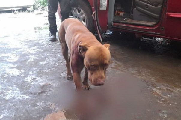 Sujetos balean a perrito llamado “El Canelo” y huyen, en León